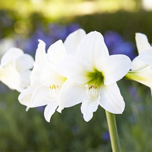 Amaryllis (Hippeastrum) Smallflowering White