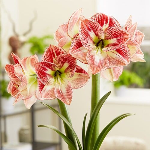 Amaryllis (Hippeastrum) Spotted Cream - order online directly from Holland