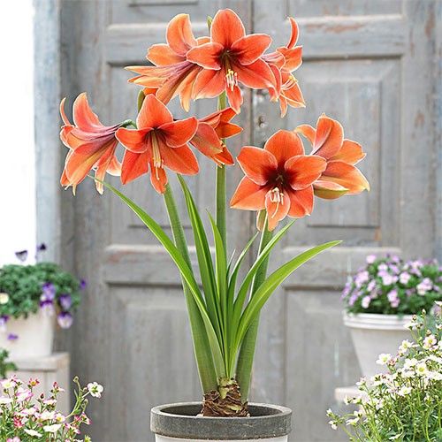 Amaryllis (Hippeastrum) Terra Mystica - order online directly from Holland