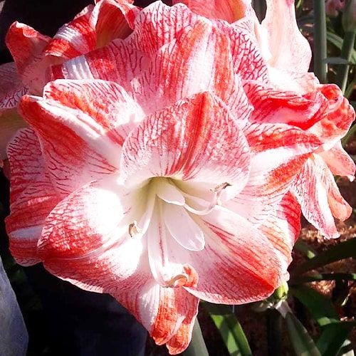 Amaryllis (Hippeastrum) United Glory - order online directly from Holland