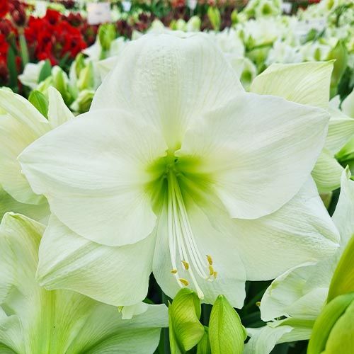 Amaryllis (Hippeastrum) North Pole - order online directly from Holland