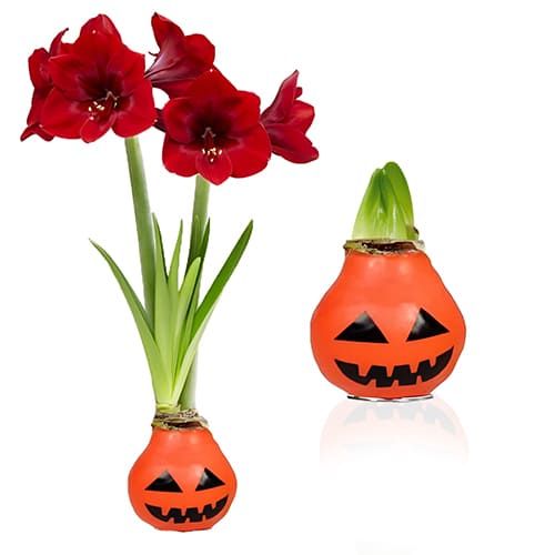 Wax Amaryllis Halloween Bulb