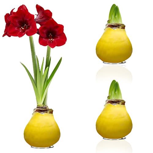 Yellow Wax (2 Pieces) Amaryllis Bulb Collection