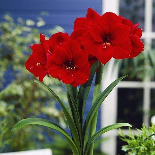 Amaryllis/Hippeastrum Liberty - order online directly from Holland
