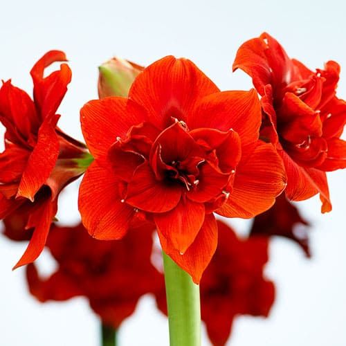 Amaryllis (Hippeastrum) Orange Queen - zamów online bezpośrednio z Holandii