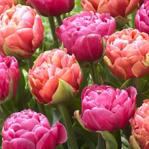 Tulip Amazing Image Collection - order online directly from Holland