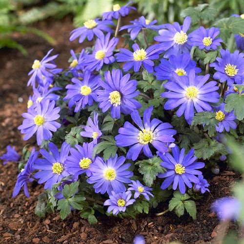 Anemone Blue Shades - order online directly from Holland