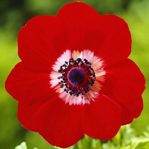 Anemone Hollandia - order online directly from Holland