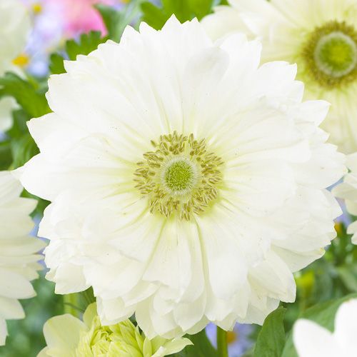 Anemone Mount Everest - order online directly from Holland