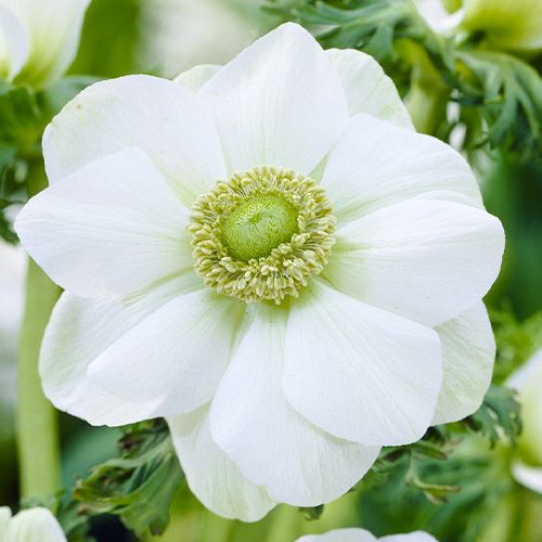 Anemone The Bride - order online directly from Holland