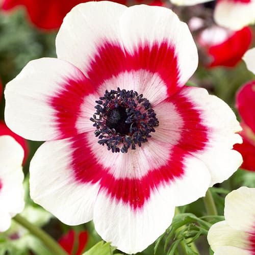 Anemone coronaria Bicolor - order online directly from Holland