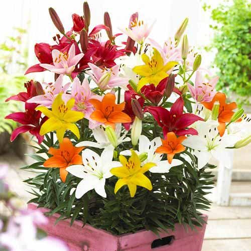 Lily (Lilium) Pot Asiatic Collection - order online directly from Holland