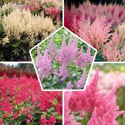Astilbe Perfect Collection (10 plants) - order online directly from Holland