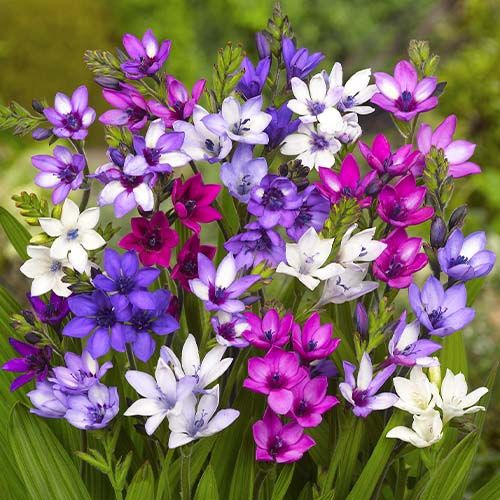 Babiana stricta - order online directly from Holland