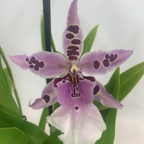 Beallara (Orchidea) Peggy Ruth Carpenter - ordinare online direttamente dall'Olanda