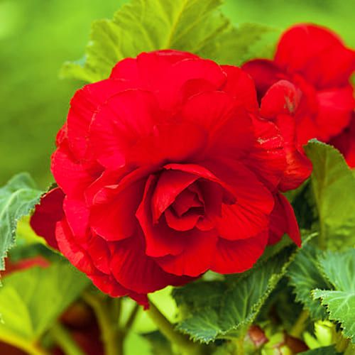 Begonia Double Red - order online directly from Holland