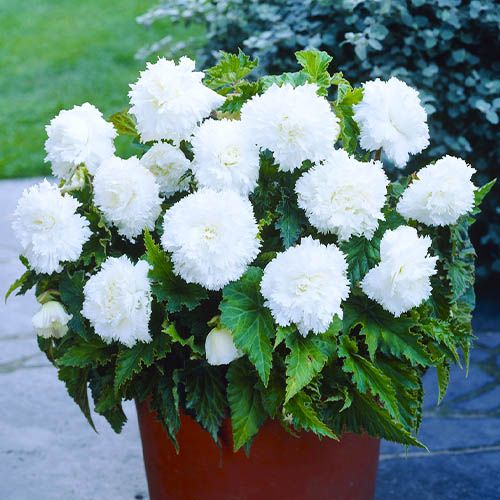 Begonia Fimbriata White - order online directly from Holland