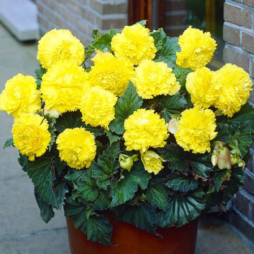 Begonia Fimbriata Yellow - direct online bestellen vanuit Nederland