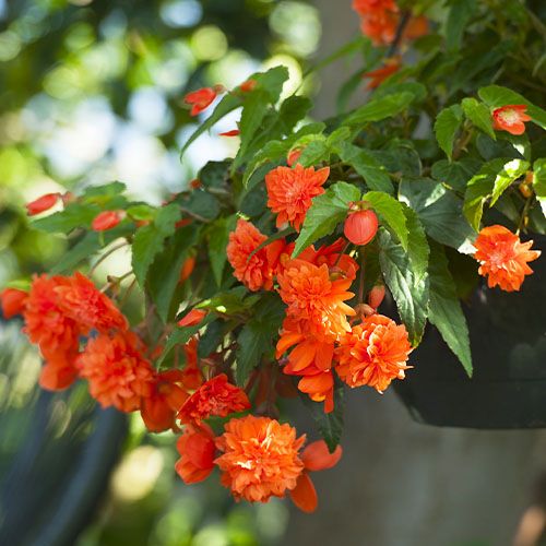 Begonia Pendula Orange - order online directly from Holland