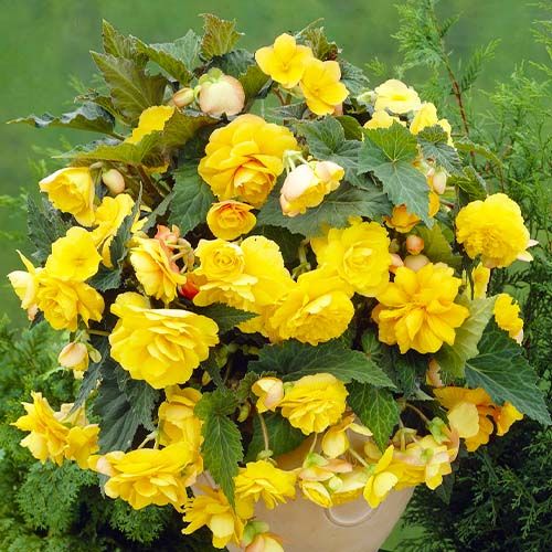 Begonia Pendula Cascade Yellow - beställ online direkt från Holland