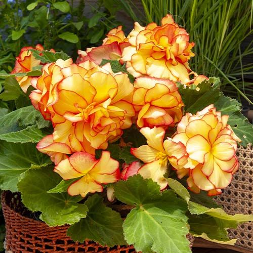 Begonia Picotee - order online directly from Holland