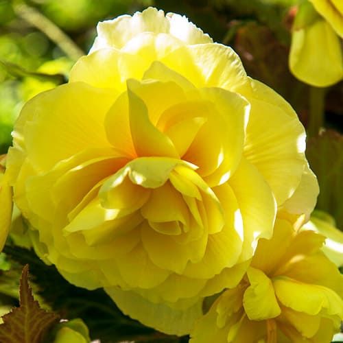Begonia Double Yellow - ordinare online direttamente dall'Olanda