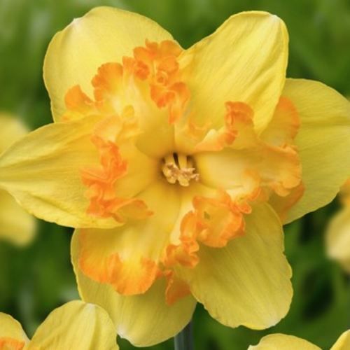 Narcissus (Daffodil) Blazing Starlet - Tilaa verkossa suoraan Hollannista