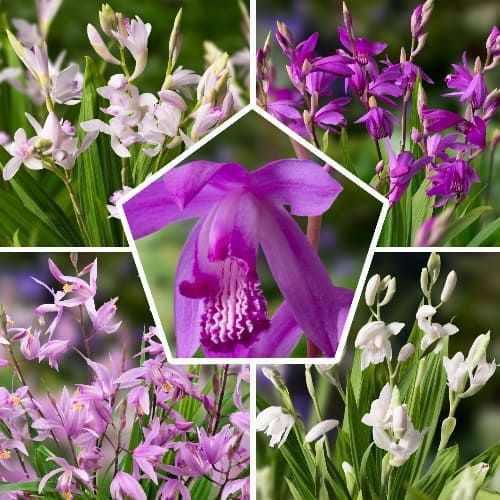 Bletilla Hardy Collection (5 plants) - order online directly from Holland