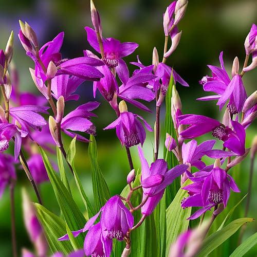 Bletilla striata Purple variegata