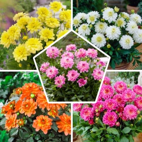 Dahlia Border Collection (5 bulbs) - order online directly from Holland