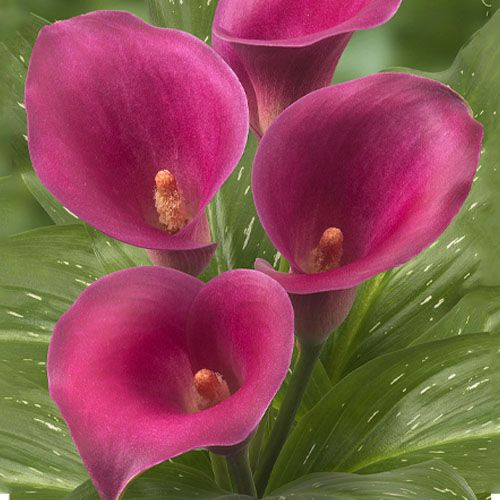 Calla Captain Cheerio - order online directly from Holland