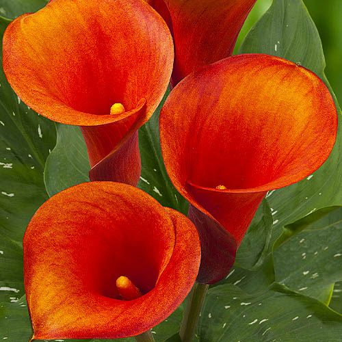 Calla Captain Odeon - order online directly from Holland