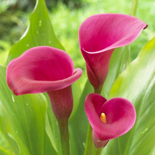 Calla Sumatra - order online directly from Holland