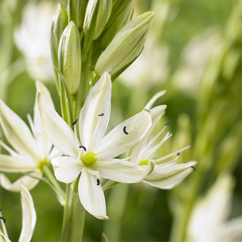 Camassia Alba - order online directly from Holland
