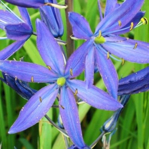 Camassia quamash - order online directly from Holland