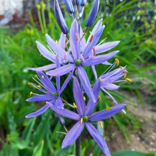 Camassia quamash Blue Melody - order online directly from Holland