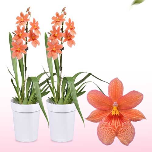 Cambria Orchid Nelly Isler Orange (1 spike)