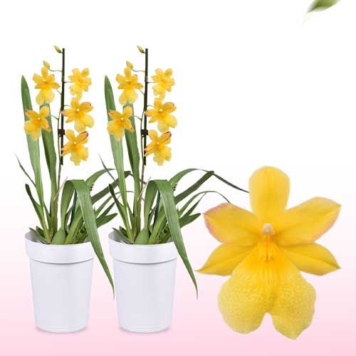 Cambria Orchid Nelly Isler Yellow (1 spike)