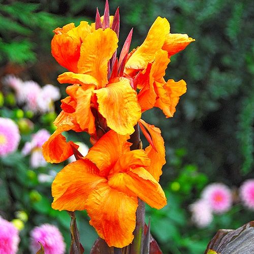  Mixed Tall Canna Lily Value Bag - 6 Bulbs/pkg - Assorted Canna  Lilies Red, Yellow, Pink, Orange : Patio, Lawn & Garden