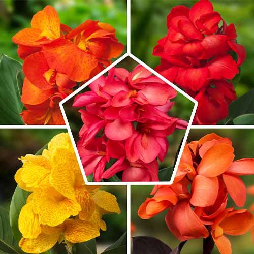 Canna Gaint Collection