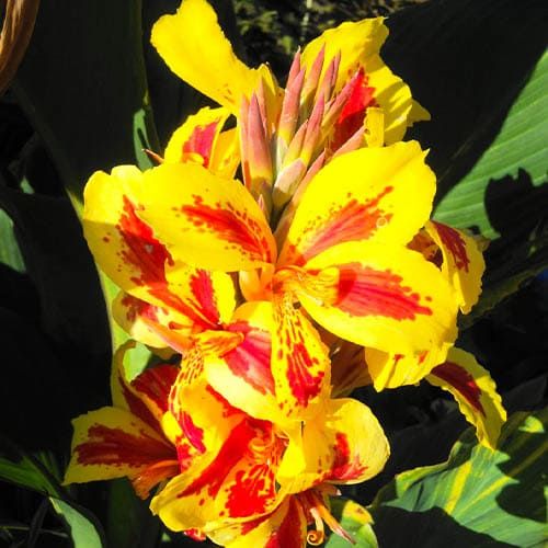 Canna Lily Queen Charlotte - order online directly from Holland