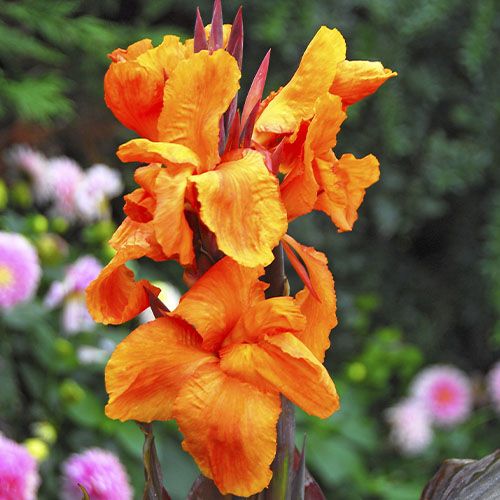Canna Wyoming - order online directly from Holland