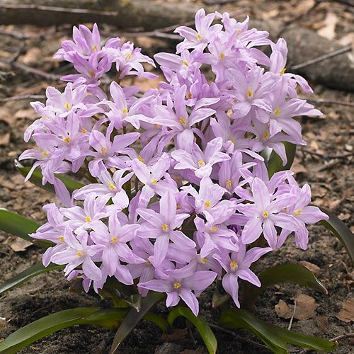 Chionodoxa Rosy Queen - order online directly from Holland