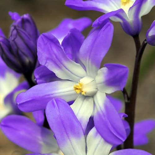 Chionodoxa luciliae Violet Beauty - order online directly from Holland