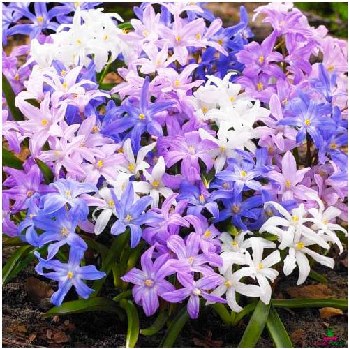 Chionodoxa Collection - order online directly from Holland