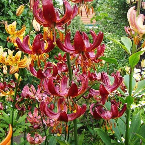 Lily (Lilium) Claude Shride - order online directly from Holland