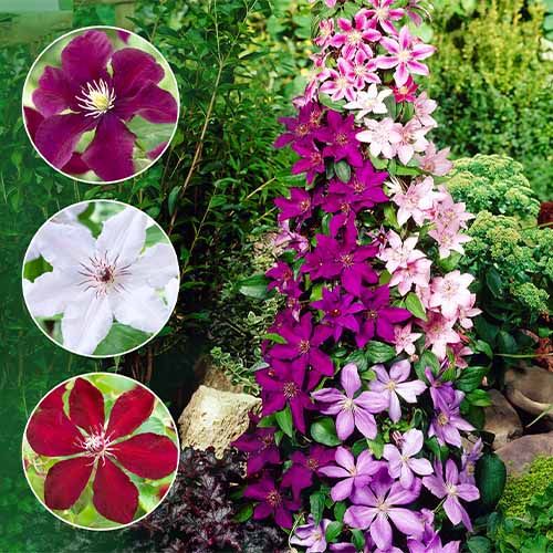 Clematis Collection (3 plants) - order online directly from Holland