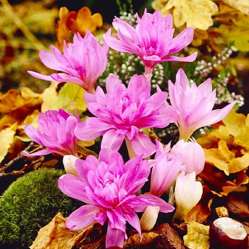Colchicum WaterLily (Lilium) - order online directly from Holland