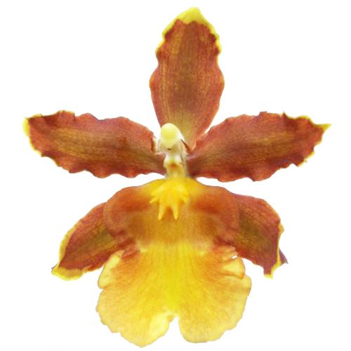 Colmonara (Orchid) Indian Summer