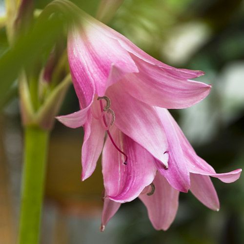 Crinum powellii - order online directly from Holland
